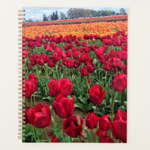 Red & Orange Tulip Field, Oregon