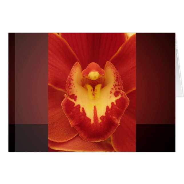 Red Orchid (Voorkant Horizontaal)
