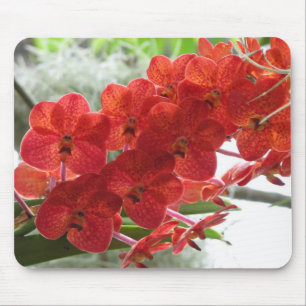 RED ORCHID MUISMAT