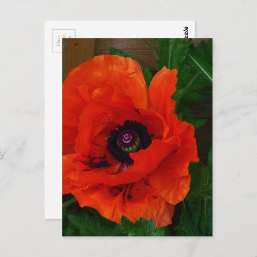 Red Oriental Poppy Briefkaart (Voorkant / Achterkant)