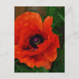 Red Oriental Poppy Briefkaart