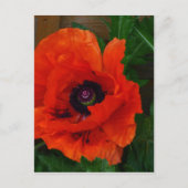 Red Oriental Poppy Briefkaart (Voorkant)