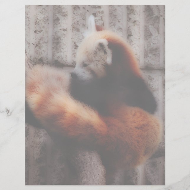 Red Panda (Voorkant)