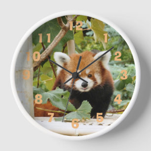 Red Panda