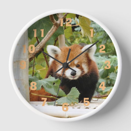 Red Panda (Voorkant)