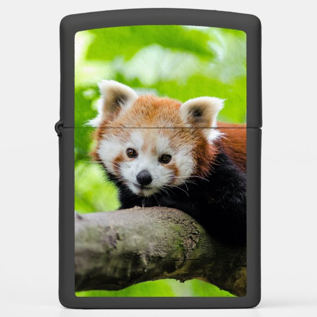 Red Panda (Voorkant)