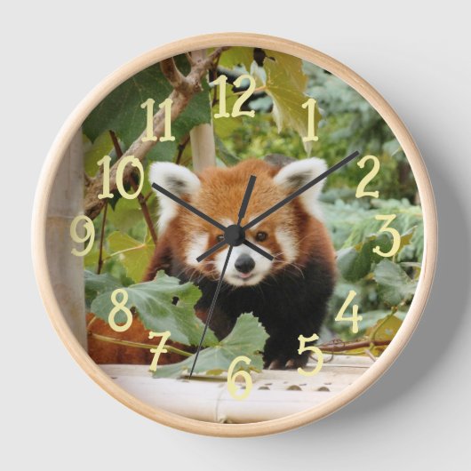 Red Panda (Voorkant)