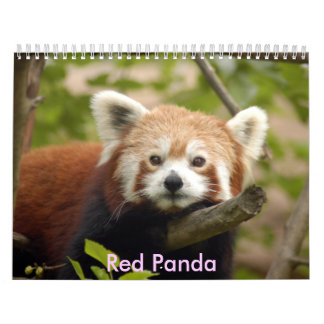 Red-panda-005, Red Panda Kalender
