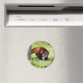red-panda-049 magneet (Insitu (Vaatwasser))