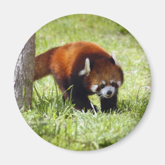 red-panda-049 magneet (Voorkant)