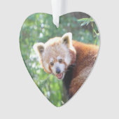 Red_Panda_2015_0306 (devant)