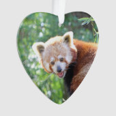 Red_Panda_2015_0306 (devant)