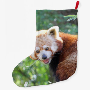 Red_Panda_2015_0306 Grote Kerstsok
