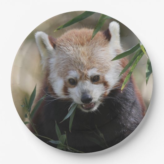 Red_Panda_2015_0311 Papieren Bordje (Voorkant)