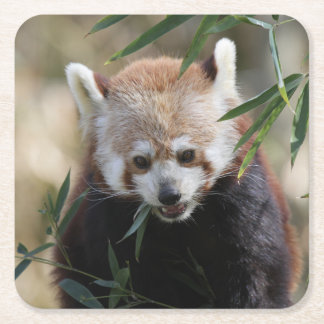 Red_Panda_2015_0311 Vierkante Kartonnen Onderzetter