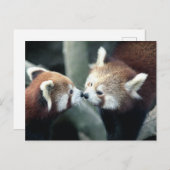 Red Panda #2 briefkaart (Voorkant / Achterkant)