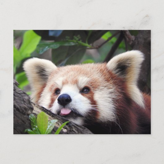 Red Panda Aankondigingskaart (Voorkant)