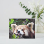 Red Panda Aankondigingskaart (Staand voorkant)