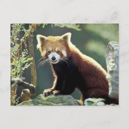 Red Panda Ailurus fulgens Briefkaart (Voorkant)