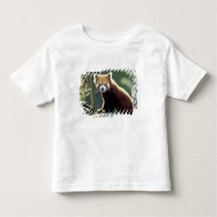 Red Panda Ailurus fulgens Kinder Shirts