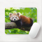 Red Panda Bear Muismat (Met muis)