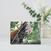 Red Panda Briefkaart (Staand voorkant)