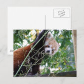 Red Panda Briefkaart (Voorkant / Achterkant)