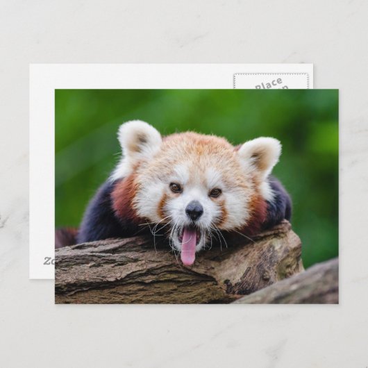 Red Panda Briefkaart (Voorkant / Achterkant)