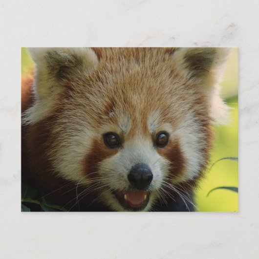 Red Panda Briefkaart (Voorkant)