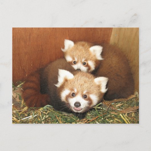 Red Panda Briefkaart (Voorkant)