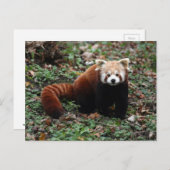 Red Panda Briefkaart (Voorkant / Achterkant)