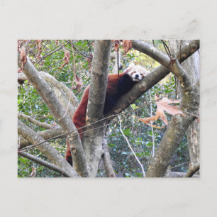 Red Panda Briefkaart