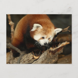 Red Panda Briefkaart