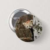 Red Panda Button Badge (Voorkant /achterkant)