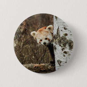 Red Panda Button Badge