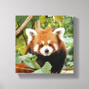 Red Panda Canvas Afdruk