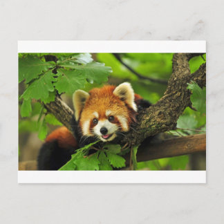 Red Panda Cub Briefkaart