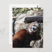 Red Panda en Bamboo Briefkaart (Voorkant / Achterkant)