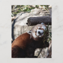 Red Panda en Bamboo Briefkaart