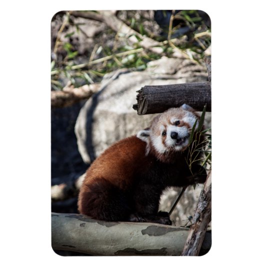 Red Panda en Bamboo Magneet (Verticaal)