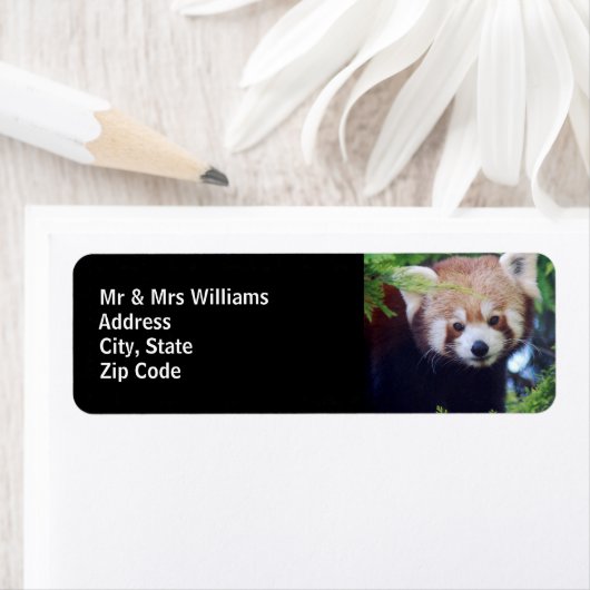 Red Panda Etiket (Insitu)