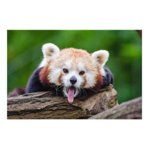 Red Panda Foto Afdruk