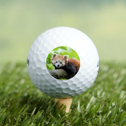 Red Panda Golfballen (Insitu Shirt)
