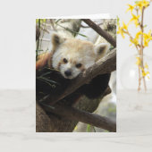 Red Panda Kaart (Gele Bloem)