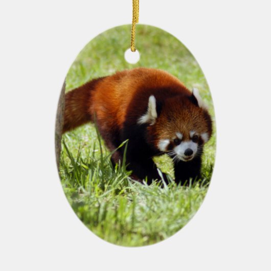 Red Panda kerstversiering Keramisch Ornament (Voorkant)