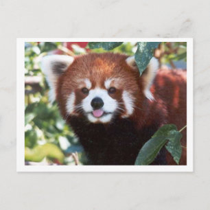 Red Panda Laughing Briefkaart