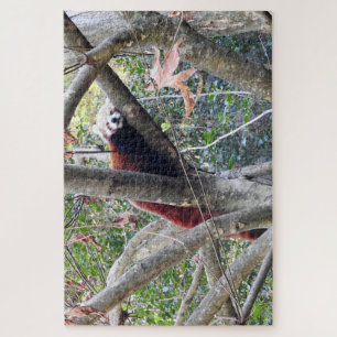 Red Panda Legpuzzel