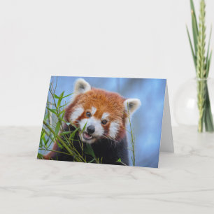 Red Panda Lunching op Bamboe Leaves Kaart