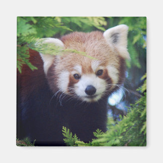 Red Panda Magneet