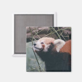 Red Panda Magnet Magneet (Voorkant / Achterkant)